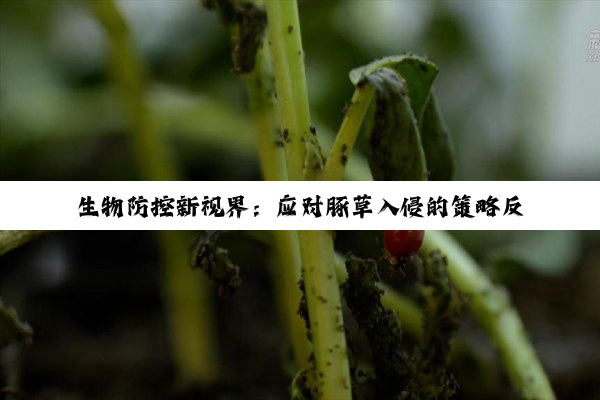 今日科普|生物防控新视界：应对豚草入侵的策略反思与最新科技应用