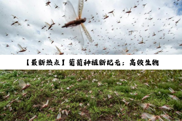 【最新热点】葡萄种植新纪元：高效生物防控方案引领绿色农业潮流