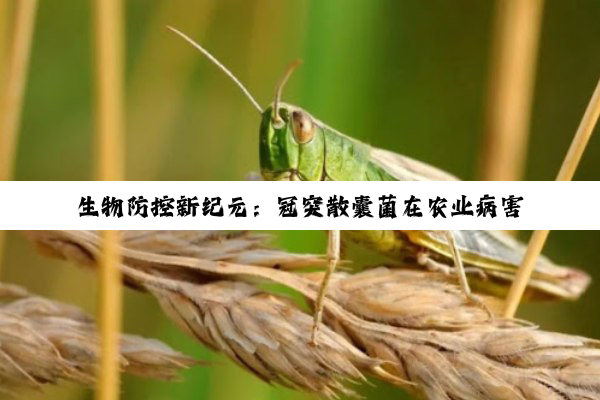 生物防控新纪元：冠突散囊菌在农业病害绿色防控中的前沿应用与热点探索