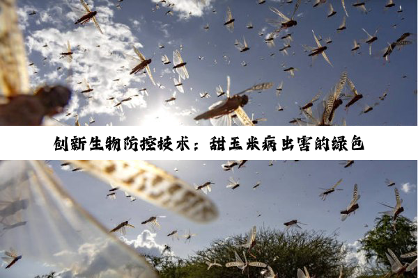 创新生物防控技术：甜玉米病虫害的绿色防线与最新应用热点