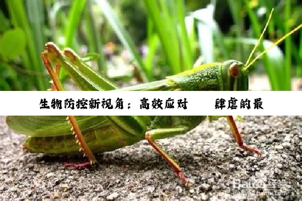 生物防控新视角：高效应对蟑螂肆虐的最新策略