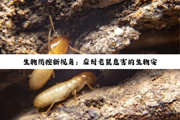 生物防控新视角：应对老鼠危害的生物安全方法与最新防控策略