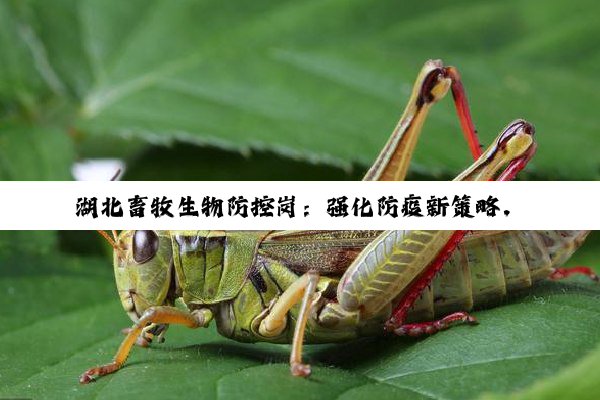 湖北畜牧生物防控岗：强化防疫新策略，共筑公共卫生安全防线