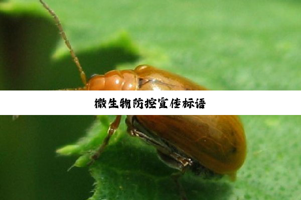 今日科普|微生物防控宣传标语