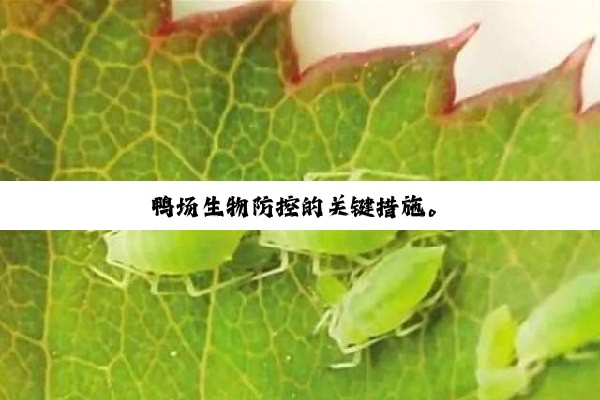 鸭场生物防控的关键措施。