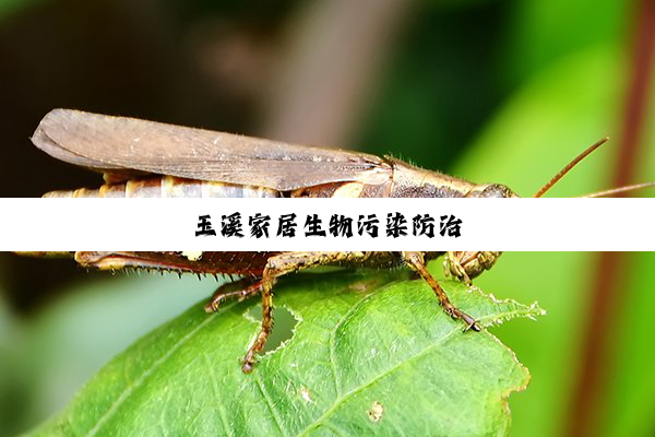 今日科普|玉溪家居生物污染防治