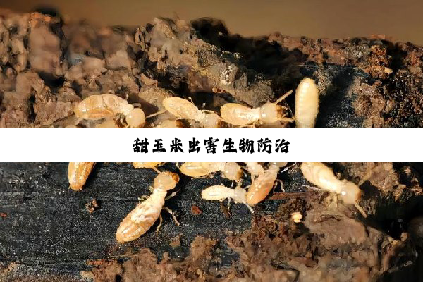 今日科普|甜玉米虫害生物防治