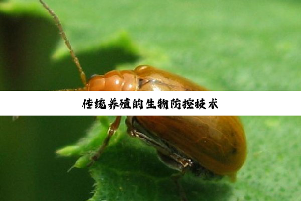 传统养殖的生物防控技术