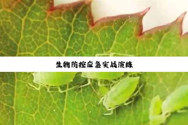 今日科普|生物防控应急实战演练