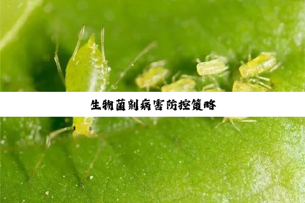 生物菌剂病害防控策略