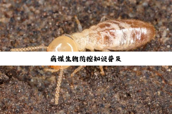 今日科普|病媒生物防控知识普及