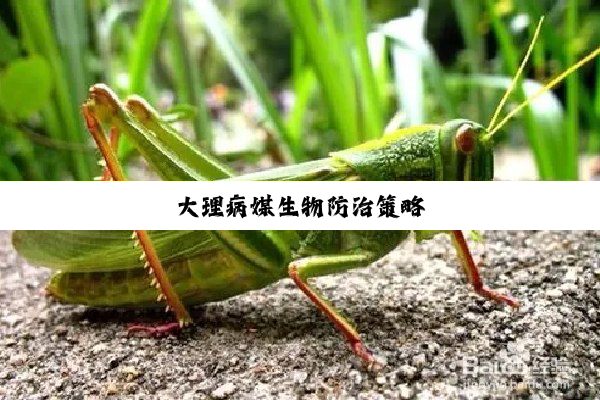 大理病媒生物防治策略