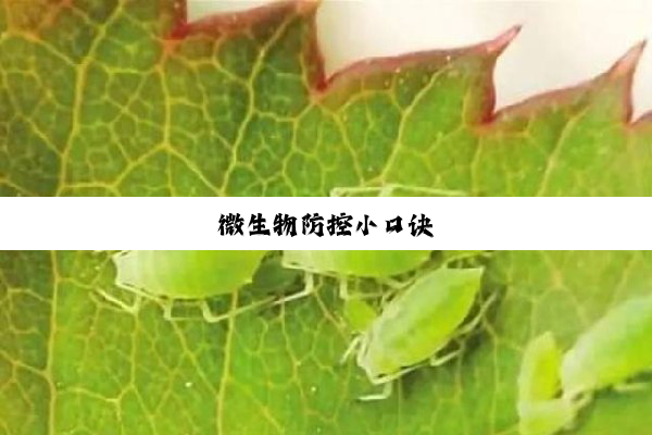 今日科普|微生物防控小口诀
