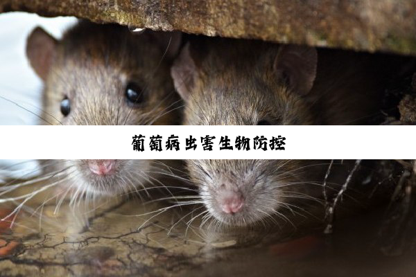 今日科普|葡萄病虫害生物防控