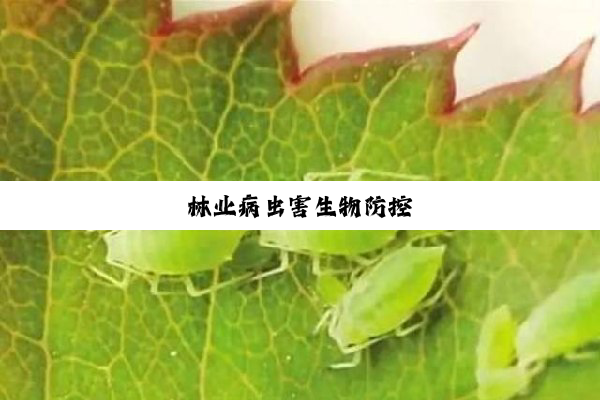 今日科普|林业病虫害生物防控
