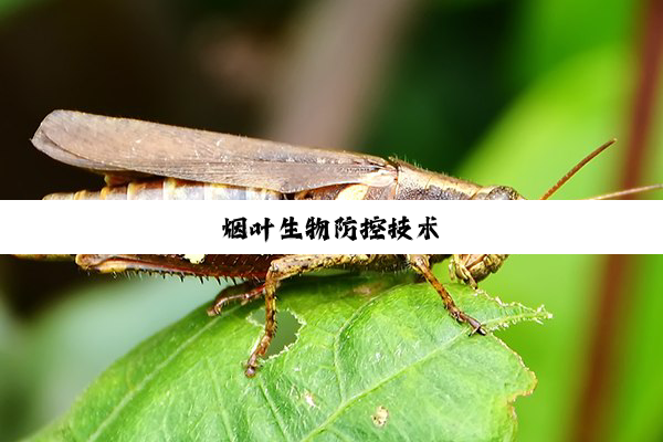 烟叶生物防控技术