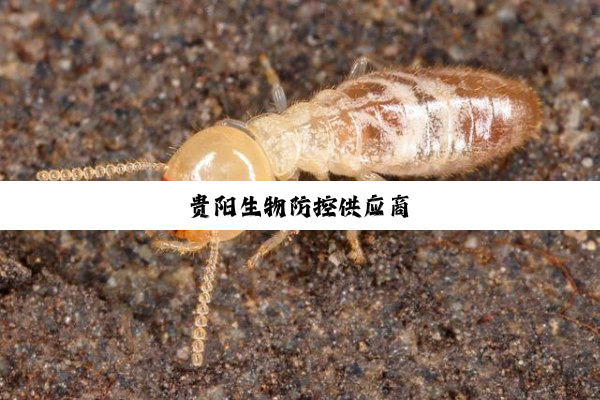 贵阳生物防控供应商