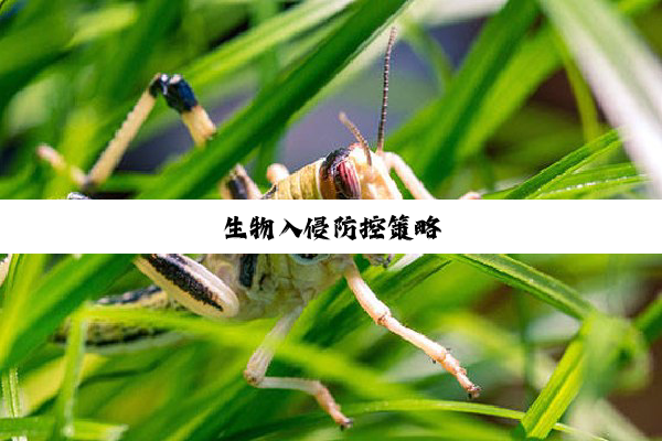 生物入侵防控策略
