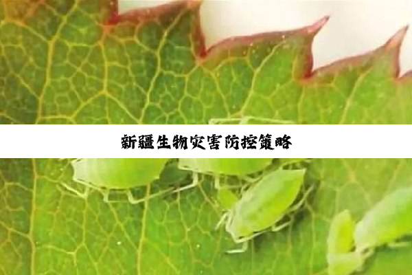 新疆生物灾害防控策略