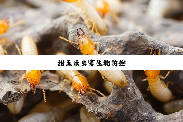 今日科普|甜玉米虫害生物防控