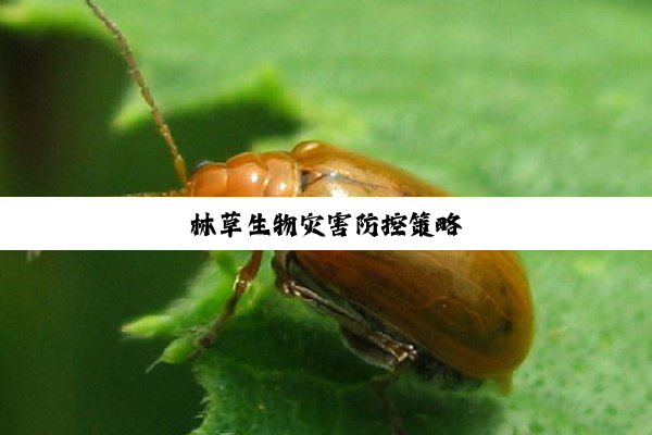 林草生物灾害防控策略