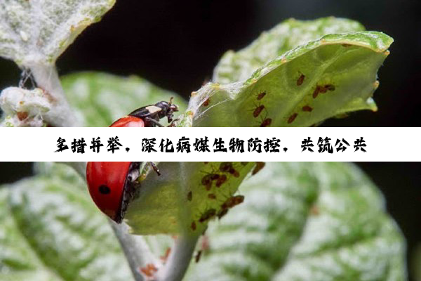 多措并举，深化病媒生物防控，共筑公共卫生安全防线