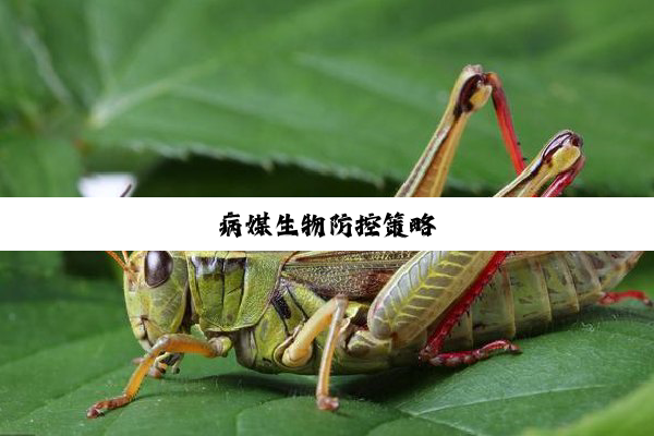 病媒生物防控策略