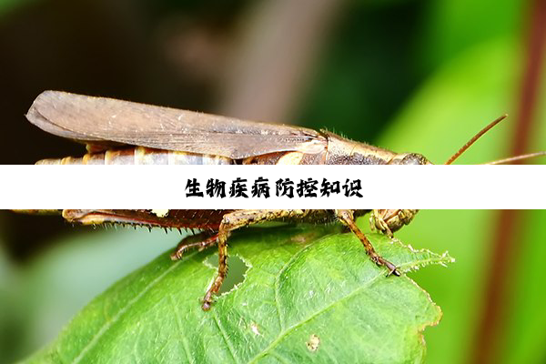 生物疾病防控知识