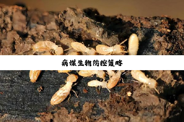 病媒生物防控策略