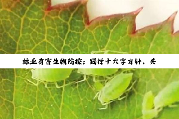 林业有害生物防控：践行十六字方针，共筑绿色生态安全长城