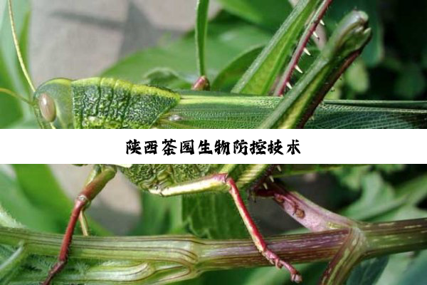 陕西茶园生物防控技术