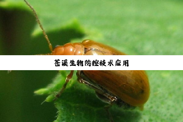 苍溪生物防控技术应用