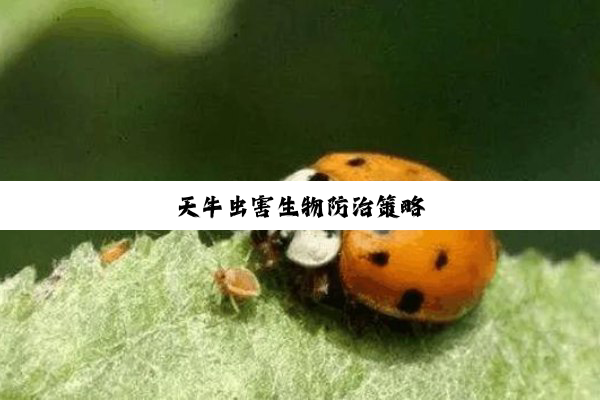 天牛虫害生物防治策略