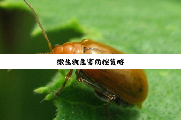 微生物危害防控策略