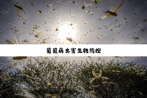 葡萄病虫害生物防控