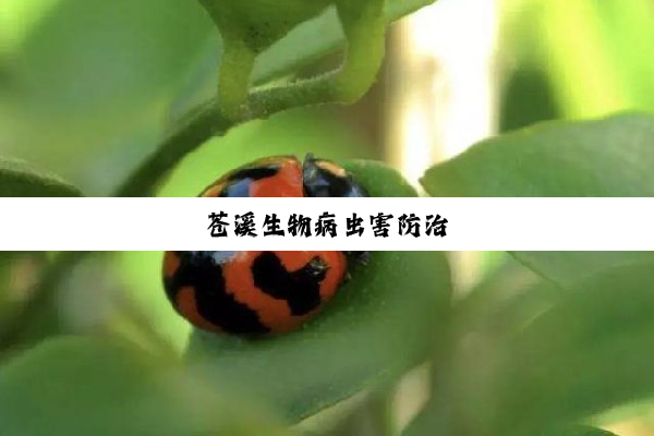 今日科普|苍溪生物病虫害防治