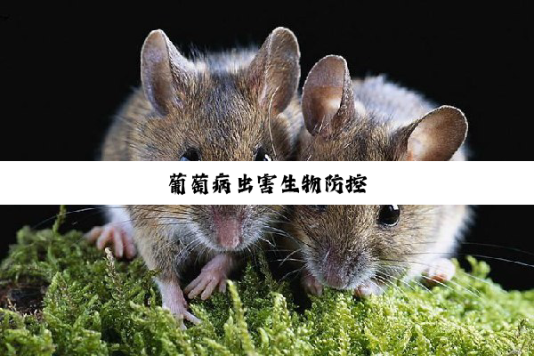 今日科普|葡萄病虫害生物防控
