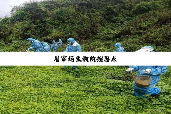 今日科普|屠宰场生物防控要点