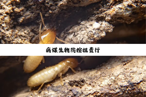 病煤生物防控担责行