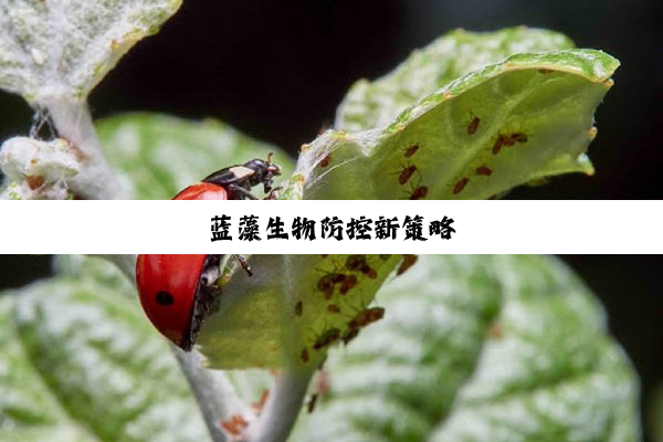 蓝藻生物防控新策略