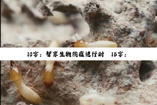 10字：智享生物防疫进行时
