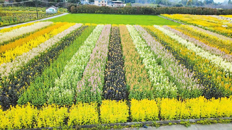 彩色油菜花田。 成都市农林科学院供图